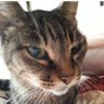 cafe_andoromeda's profile picture. 地球に来てはや6年なのニャ😺故郷のアンドロメダに一時帰省のため喫茶店はしばらく休業中ニャ😿因みに相棒はキジトラの桃ちゃん😻みんな‼️💉だけでなく憲法改正もよーく調べるニャ‼️🔍️猫星人の我輩は遠くから地球人を見守ってるニャ‼️⚔️😼🛡️