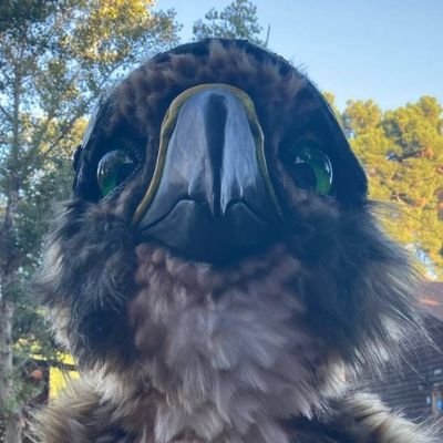 I am Cangy, the Falcon Hawk, living the bird life |he/him| |100% bird energy|