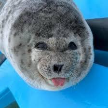 gia • she/her • bi • ROTTMNT, jjba, mlp, arcane • 🦭 i am seal + seal is me