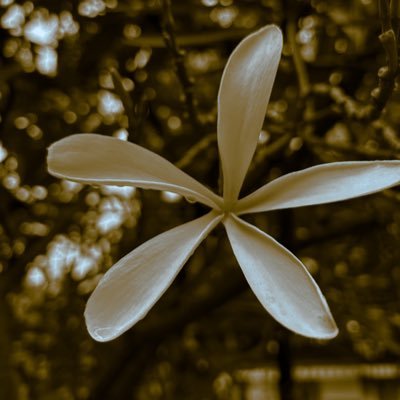 sachinuzumaki69's profile picture. loves iddly vada sambar