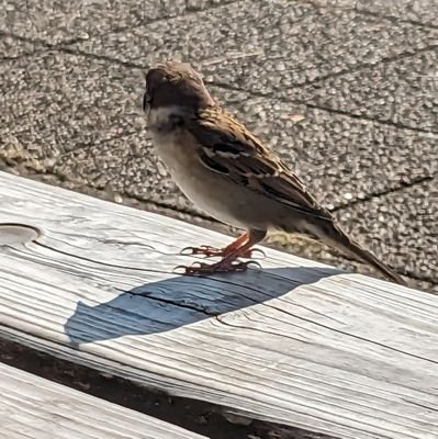 ninkiyadipjp's profile picture. 後ろの方は気にする必要なし
承認欲求無し
趣味（機械、電気、通信、EVバイク、アマチュア無線、田口トモロヲ探し、仮面ライダー、スーパー戦隊）
ファンな人（坂巻有紗、志田こはく、宮原華音、沢渡朔）