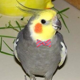 Tiel Lover 🌻🇺🇦さんのプロフィール画像