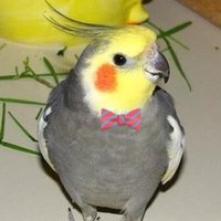 Tiel Lover 🌻🇺🇦(@tiellover) 's Twitter Profile Photo