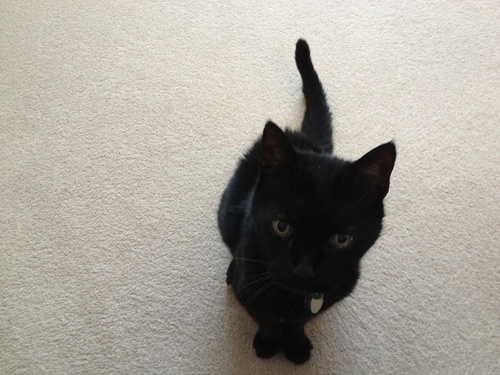 carrieshep's profile picture. 