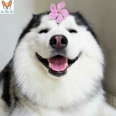 Liu_Tiu_Diu's profile picture. #followback 💯 💯 💯 💯 💯 follow back 💯 💯 💯 💯 💯💯💯 Follow back( 30minute folow back)_Reddio