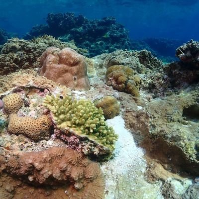 60cm_small_sea's profile picture. 🐋90オーバーフローの色々～🐋

🦑Reefer250🦑MJ-SK-400🦑Hsbao8000🦑Grassy CoreX200🦑🦑🐶ラブ×1🐱元野良猫×1🐱保護猫×2🐱迷い猫×1🐢亀×1🐠グッピーなどなど🔥