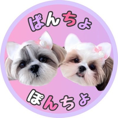 ひらがなでぱんちょ・ぽんちょです。pancho＆poncho🎀シーズー界随一ののアイドル犬💫2020/09/26♀2023/05/22♀ 無断転載禁止 🎮🏇