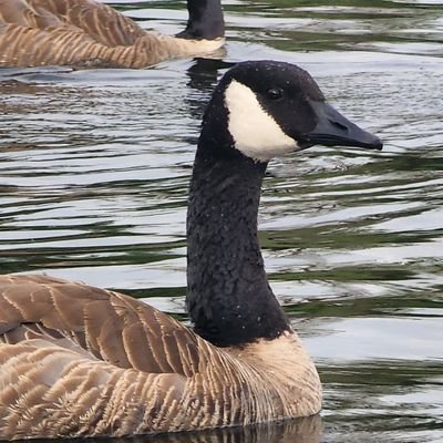 untiltedgoose's profile picture. Lurking now, 🫡