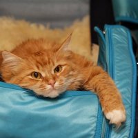 Коть учёный (@ptichkatari) 's Twitter Profile Photo Коть учёный (@ptichkatari) 's Twitter Profile Photo