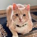 Eight Cats One Pup (@sixcatsonepup) Twitter profile photo Eight Cats One Pup (@sixcatsonepup) Twitter profile photo