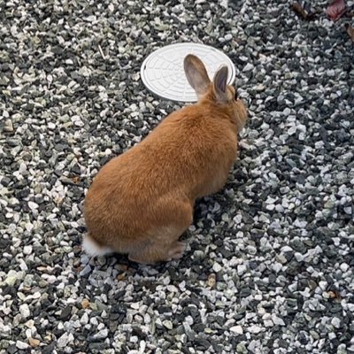 あやりよさんのプロフィール画像