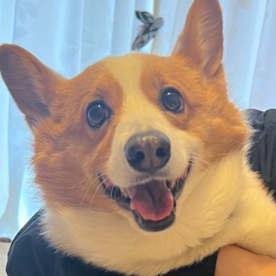 akyaruki's profile picture. のんびりいきましょ