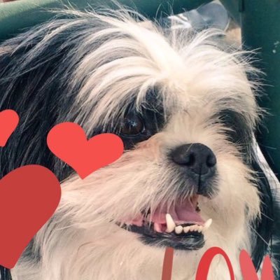 I'm little Miss Molly, a fluffy shih Tzu! proud and brave Lt. Colonel for #zshq. I look like a lil panda cub 🐼💕