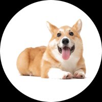 Top Trust Dog Training(@trustdogtrainer) 's Twitter Profile Photo