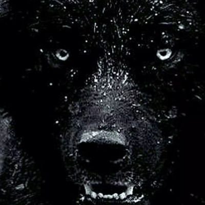 OldGrey_wolf Profile Picture