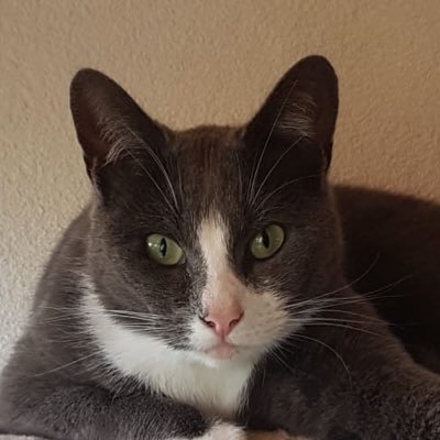 stefan98nft's profile picture. Veve collector since April 2021