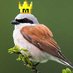 Mod Shrike - @jagexshrike.bsky.social (@jagexshrike) Twitter profile photo Mod Shrike - @jagexshrike.bsky.social (@jagexshrike) Twitter profile photo