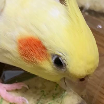 yunoya's profile picture. ザックリの記憶で喋ってるから間違いが多い 生きてるマン