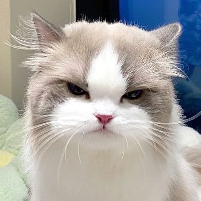 meowmeowiscat Profile Picture