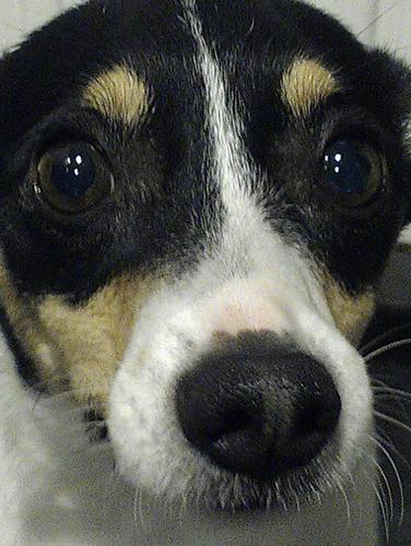 Ik ben Bengy, praatje bij plaatje zoeker, altijd in voor een grap, een zwerf hondje uit Asten, ben aardig, volg iedereen, maar pas op, ik kan bijten!!