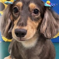 アバン (@7hshpu0qb48708) 's Twitter Profile