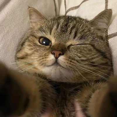 sueslmn's profile picture. A safe space for unfiltered ramblings.