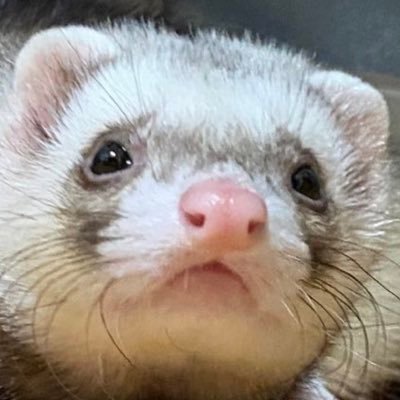 ぶれすさんのプロフィール画像