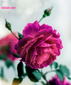 طالبة الـ21، مثابره، عندي آمال وطموح أتمنى تحقيقها أحب التصميم والمونتاج وأسعى في تطويرما أُحب،تعجبني شخصية عمر بن عبدالعزيز،وأقرأ عنه