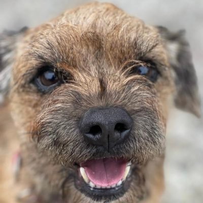 I like running on the beach, in the forest, anywhere really. Favourite snack- raw carrots. Proud to be a member of #BTPosse