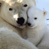 Mama Bear ❤️🐻🌱 (@unintendedbear) 's Twitter Profile
