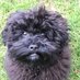 Brillo (@brailsfordian) Twitter profile photo Brillo (@brailsfordian) Twitter profile photo