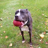 Tag White (@tagspythons) 's Twitter Profile