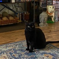 Nyx Cat black panfur goddess of the night(@Robin2020Rockin) 's Twitter Profile Photo