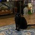 Nyx Cat black panfur goddess of the night (@Robin2020Rockin) Twitter profile photo