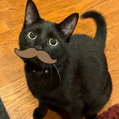 meowww // @ sockmoments alt for mutuals and friends