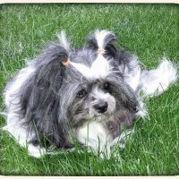 Michelle's Petsitting & Dog Stuff (@mdogstuff) 's Twitter Profile