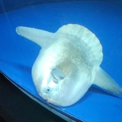 ちゃちゃきさんのプロフィール画像