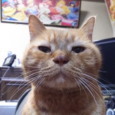 無言フォローご容赦をお願いします。日本と日本人のために動く議員、日本と日本人のための国政政党の成立を望みます。
エロ垢、投資垢、宗教系は即ブロック🥦します。
