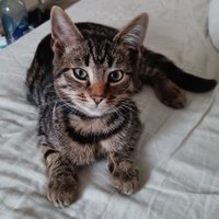 Lynus (@lynusval) 's Twitter Profile