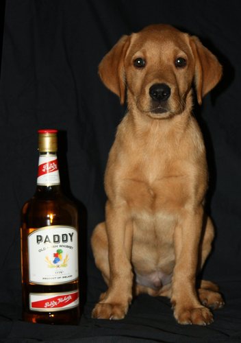 HenkSlijkhuis1's profile picture. 