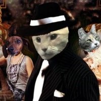 Tiger Tommy(@TheNascarKitty) 's Twitter Profile Photo