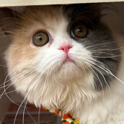 nekodoglove's profile picture. 1000人突破‼︎次は1500人目指して頑張ります！ もちろんフォロバもします！ 犬も猫も大好き‼︎