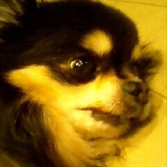 toshichannel123's profile picture. 