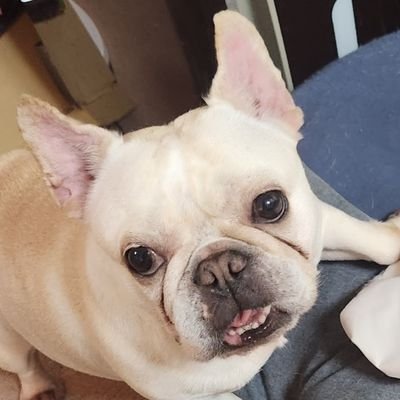 pachihana1's profile picture. 2022.1.8横浜アリーナ大会を現地観戦してNOAHにはまりました！