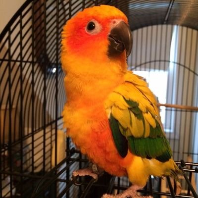 🦜オウムは完璧に訓練されており、とても賢いです👍♥️