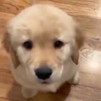 bog (@swe3testcure) 's Twitter Profile