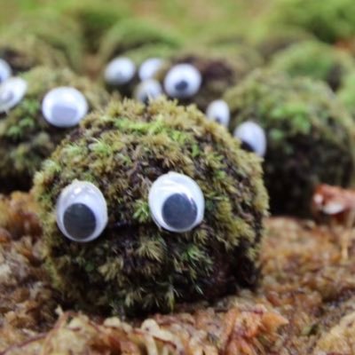 kabochasuki_da's profile picture. 第8〜10回心電図検定1級/第2回心電クイズ王決定戦入賞/埼玉心電図スペシャリスト2024 2位/透析室勤務/看護師 /UC大腸全摘経験者
