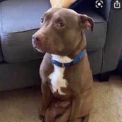 eletrolucax's profile picture. cachorro dele