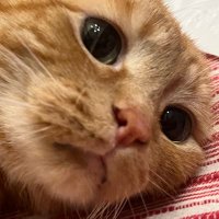 meow ❤️ (@genecodex) 's Twitter Profile