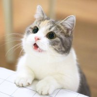 Kitty Kitty (@anh96nhat) 's Twitter Profile